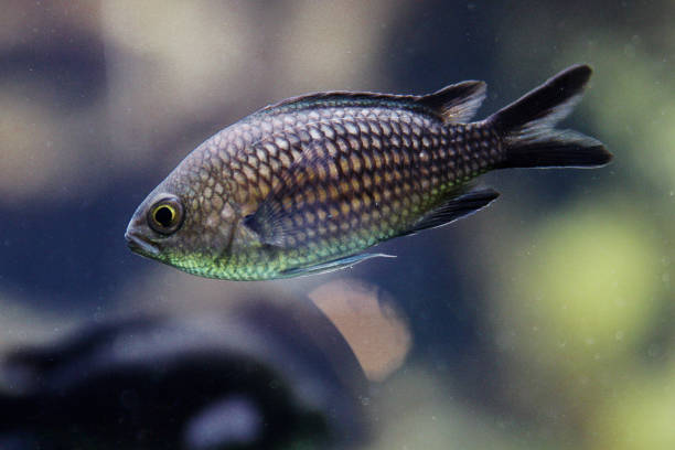 istock Chromis chromis - Castagnola - pesce nero 1133568519