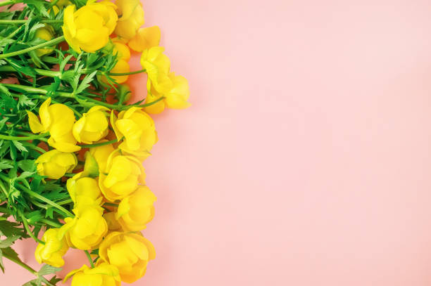 istock Beautiful salmon background with yellow buttercup flowers with copy space 1133570177