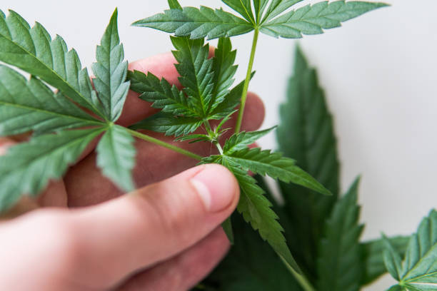 istock healthy cannabis leaves on the white background 1133571905