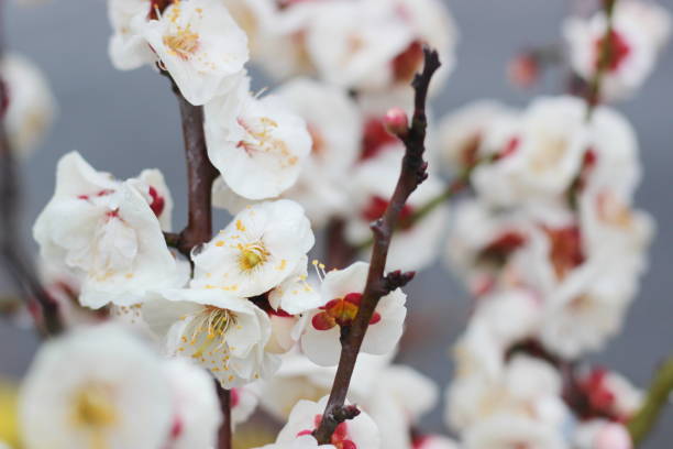 istock flowers in spring ,white plum blossoming in Japan 1133573168