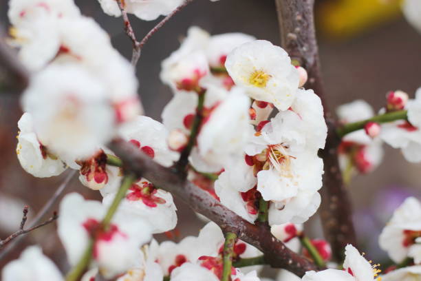 istock flowers in spring ,white plum blossoming in Japan 1133573169