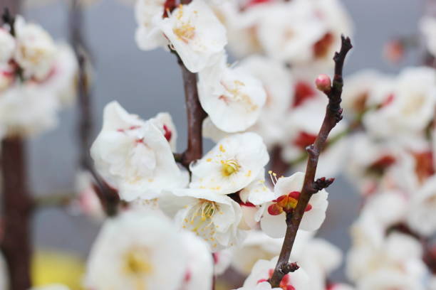 istock flowers in spring ,white plum blossoming in Japan 1133573177