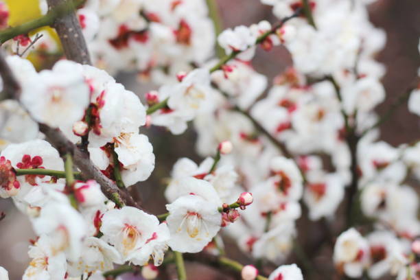 istock flowers in spring ,white plum blossoming in Japan 1133573201