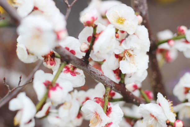 istock flowers in spring ,white plum blossoming in Japan 1133573256