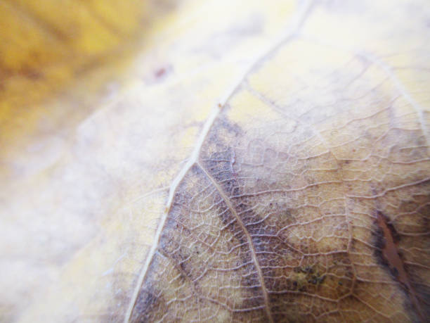 istock Autumn fall leaves on white isolated background 1133573377