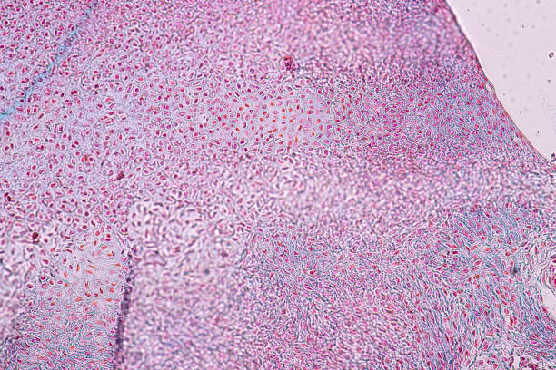 istock Study Histology of human, tissue bone under the microscopic in laboratory. 1133573744