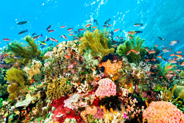 anthias paradise, enastående mångfald i utkanten av indonesiska korall rev - ascidiacea bildbanksfoton och bilder