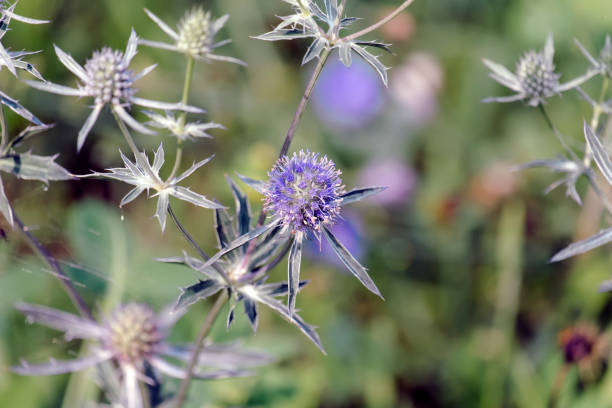 istock Blue eryngo - herbaceous perennial thistle (Eryngium planum) 1133575537