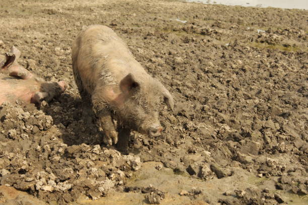 istock a freerange pig in a muddy field in summer 1133576250