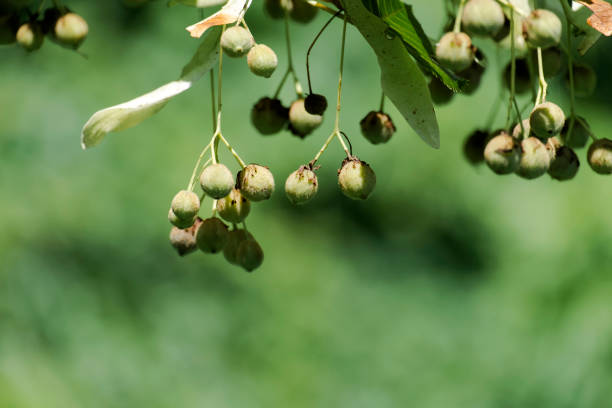 Fungi attack on  olive tree leafs in Catalonia, \