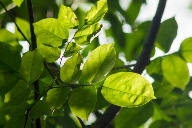 istock Green leaves in natural sunlight. 1133578033