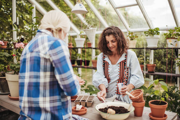 istock Two women sowing plants inside greenhouse 1133578165