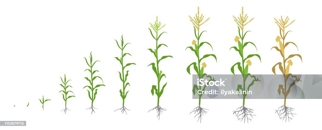 Growth stages of Maize plant. Corn phases. Vector illustration. Zea mays. Ripening period. The life cycle. Use fertilizers. On white background. Growth stages of Maize plant. Corn phases. Vector illustration. Zea mays. Ripening period. The life cycle. Use fertilizers. On white background. Flat color drawing on white background. Maize is widely cultivated throughout the world. Corn - Crop stock vector