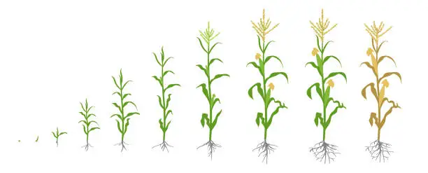 Vector illustration of Growth stages of Maize plant. Corn phases. Vector illustration. Zea mays. Ripening period. The life cycle. Use fertilizers. On white background.