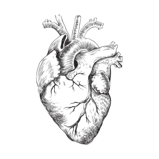 Anatomical Heart Black and white anatomical heart illustration black and white heart stock illustrations