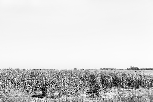 Corns fields ready to be harvested near Koppies, a town in the Free State Province of South Africa. Monochrome