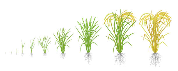 Growth stages of rice plant. Rice increase phases. Vector illustration. Oryza sativa. Ripening period. The life cycle. Use fertilizers. On white background. Growth stages of rice plant. Rice increase phases. Vector illustration. Oryza sativa. Ripening period. The life cycle. Use fertilizers. On white background. It is the agricultural commodity with the third-highest worldwide production. plant root growth cultivated stock illustrations