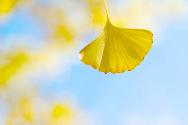 istock Close up of yellow ginkgo leaf in forest 1133582723