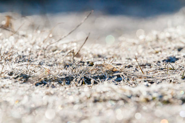 spring morning frosts and young grass, natural textures