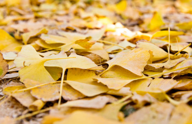 Ginkgo tree leaves covering the ground.