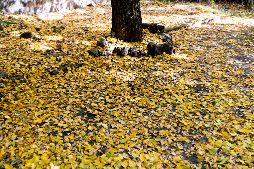 Pile of dried mango leaves in autumn