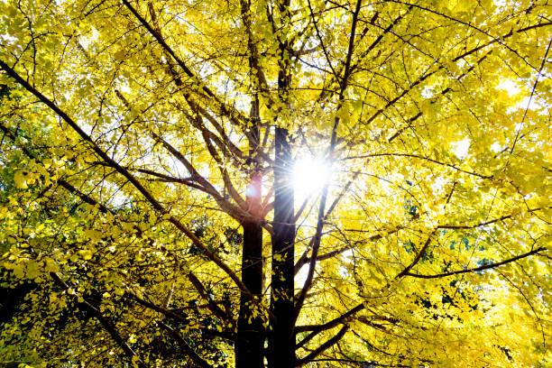 istock Sunlight passes through the autumn ginkgo tree 1133583357