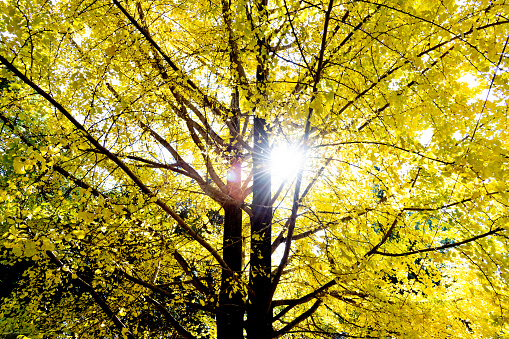Sunlight passes through the autumn ginkgo tree.