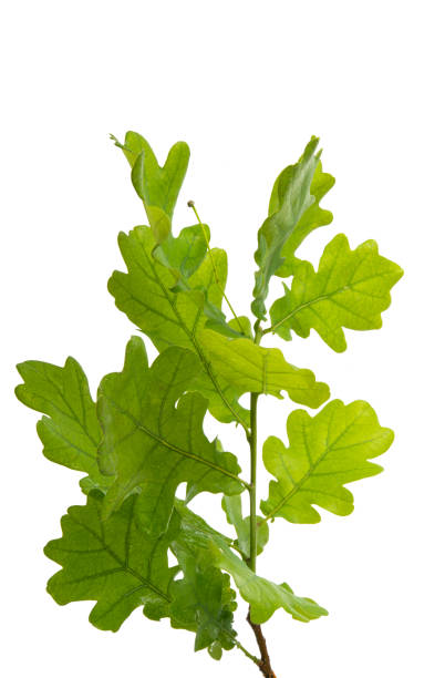 istock branch with green leaves of oak 1133583531