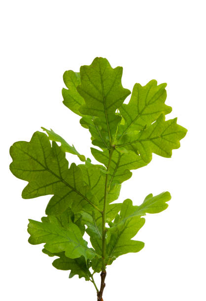 istock branch with green leaves of oak 1133583596