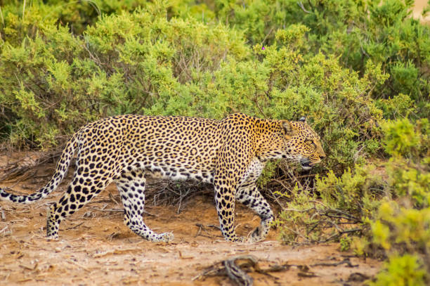 istock A leopard walking in the forest in Samburu 1133585274