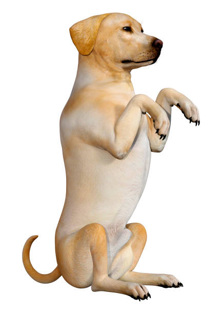 A brown dog sad face die cut on the white isolated, focus selective.