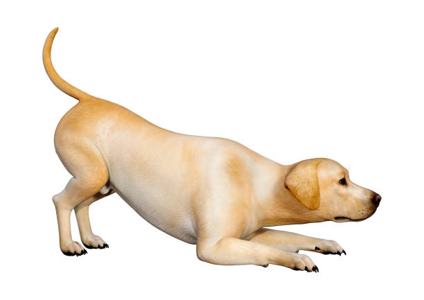 Kiromeloデジタル3Dリトグラフ 犬