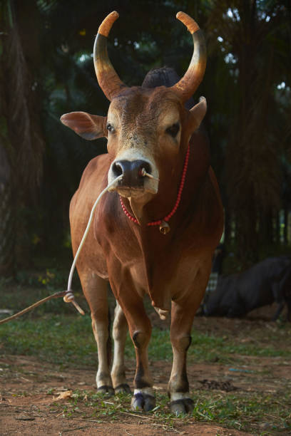 istock A brown cow with beautiful colour horns 1133588590
