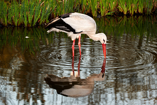 stork looking for food in water