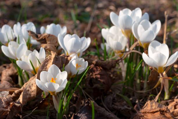 Close-up of the growing white crocuses in the spring sunlight
