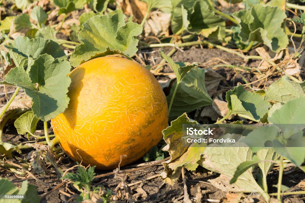Growth of yellow melon in the field. Agriculture Ukraine. Growing melon. Growth melon in the field. Harvesting. Copy space Agricultural Field Stock Photo