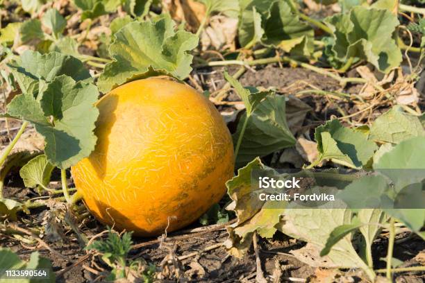 Growth Of Yellow Melon In The Field Agriculture Ukraine Stock Photo - Download Image Now