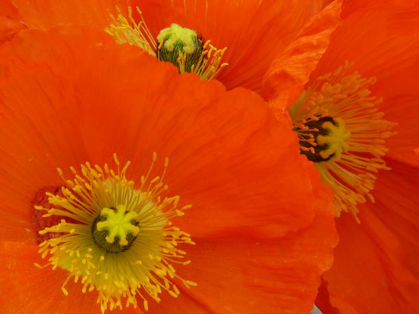 istock The orange poppies 1133590651