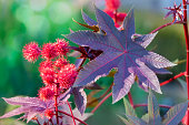 Castor oil plant with red prickly fruits and colorful leaves.