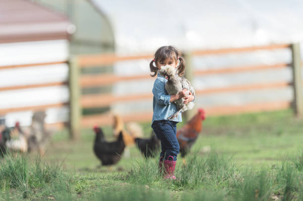 une fille et son poulet - agriculture chicken young animal birds photos et images de collection