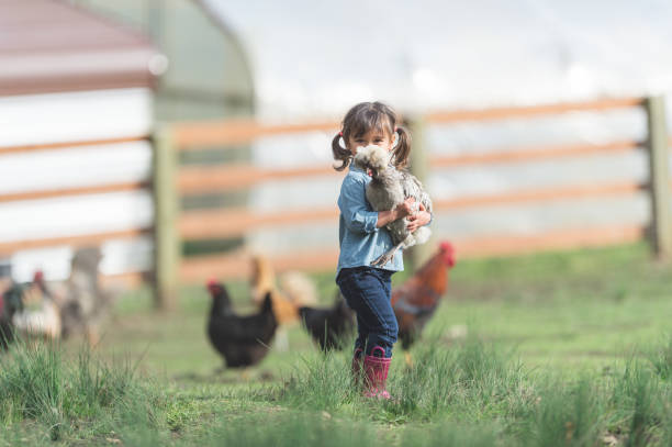 a girl and her chicken - agriculture chicken young animal birds imagens e fotografias de stock