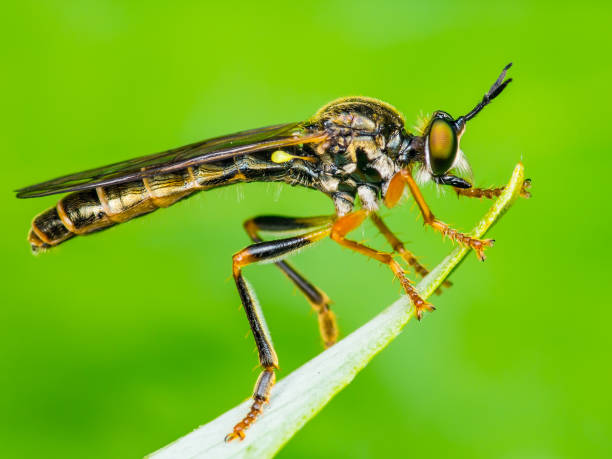 istock Exotic Assassin or Robber Fly Asilidae Diptera Insect on Green Grass 1133593591