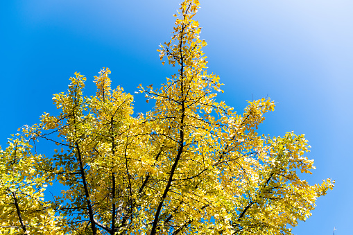Yellow ginkgo trees in forest.