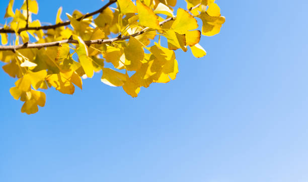 istock Ginkgo tree branch with yellow leaves 1133593737
