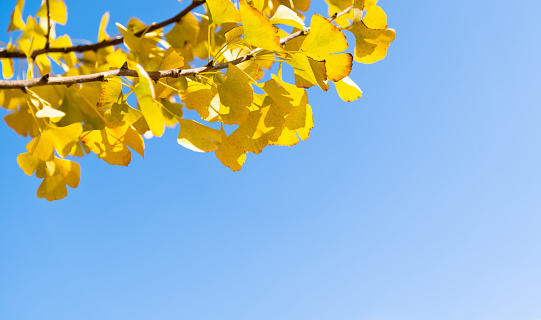 Ginkgo tree branch with yellow leaves.