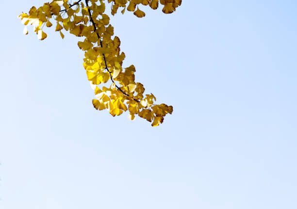 istock Ginkgo tree branch with yellow leaves 1133593741