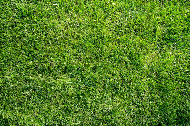 authentieke naadloze natuurlijke groene gras gazon platte lag achtergrond - grass stockfoto's en -beelden