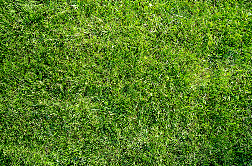 Authentic natural green grass lawn flat lay background