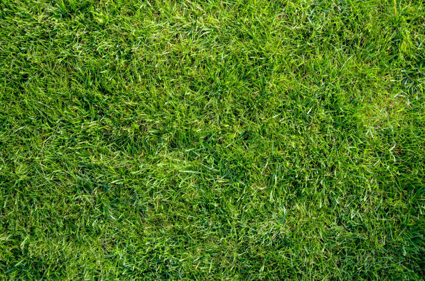 istock Authentic seamless natural green grass lawn flat lay background 1133593799