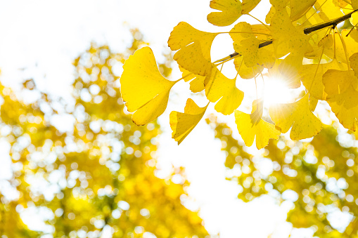 Ginkgo tree branch with yellow leaves.